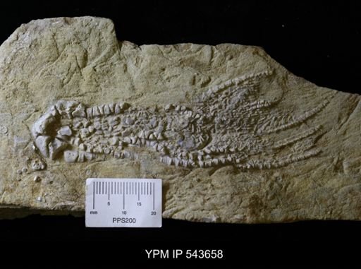 Phacelocrinus?