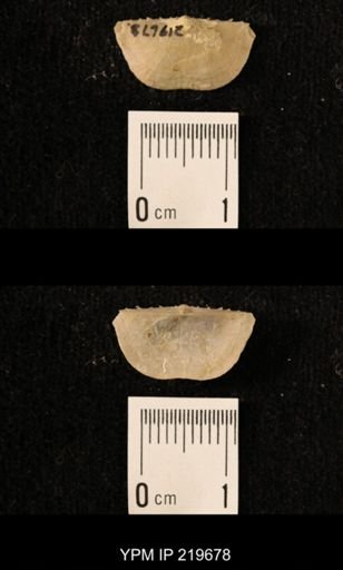 Chonetes granulifer