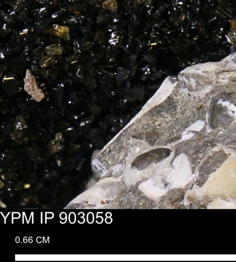 undet. Mollusca
