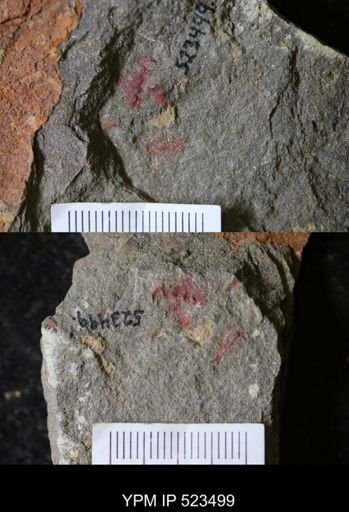 undet. Arthropoda