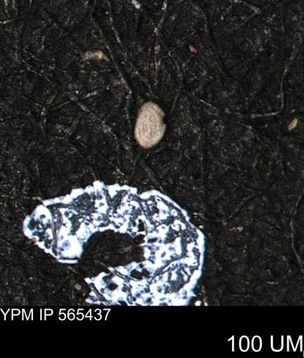 Spirolocammina planula