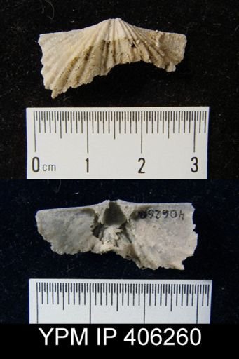 Platystrophia?