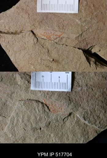 undet. Ichnofossil