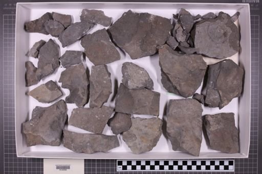 mixed taxa, stratigraphic collection