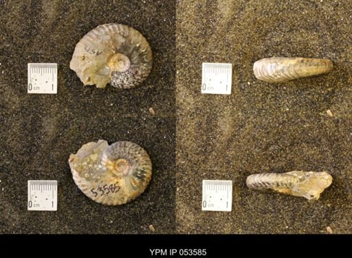 Discoscaphites conradi