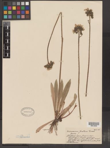 Hieracium pratense