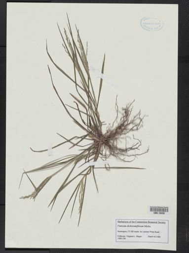 Panicum dichotomiflorum