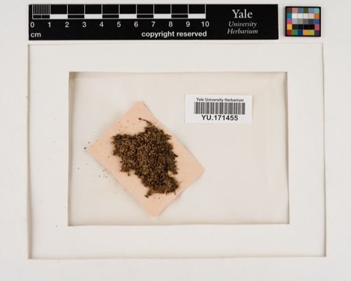 Plantae