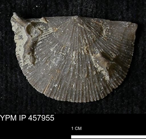 Strophodonta sp.