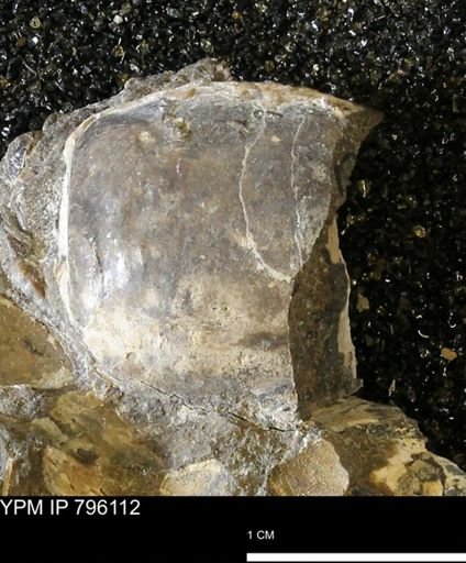 undet. Bivalvia