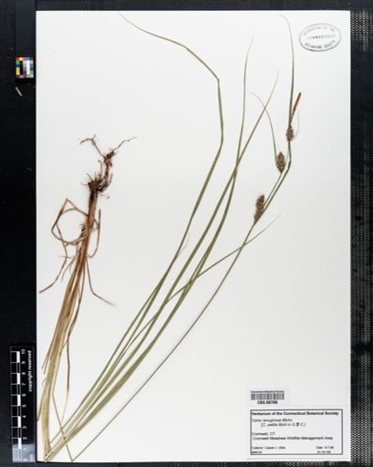 Carex lanuginosa