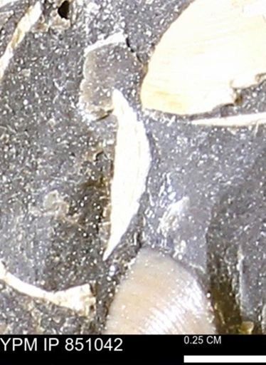 Limopsis striatopunctatus