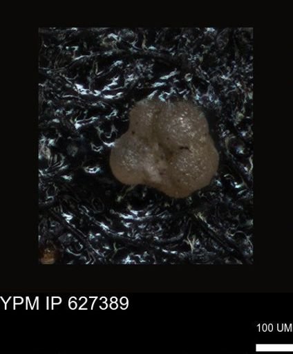 undet. Foraminiferida