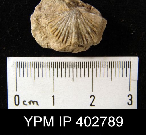Spiriferina sp.