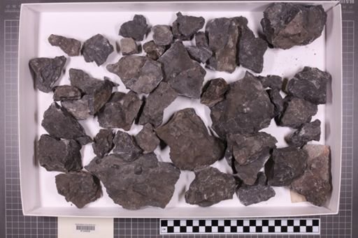 mixed taxa, stratigraphic collection
