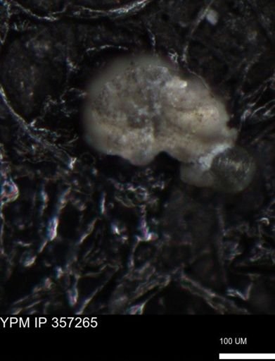 undet. Foraminiferida