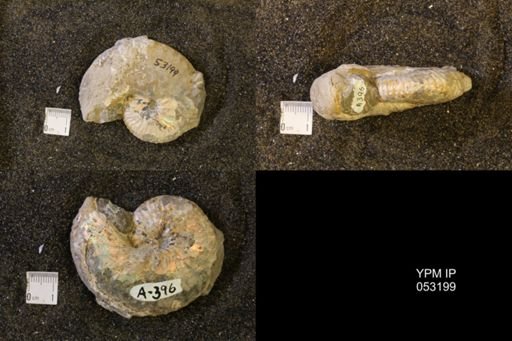 Discoscaphites conradi