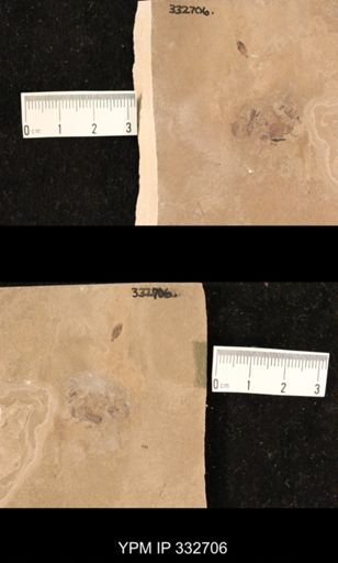 undet. Hexapoda