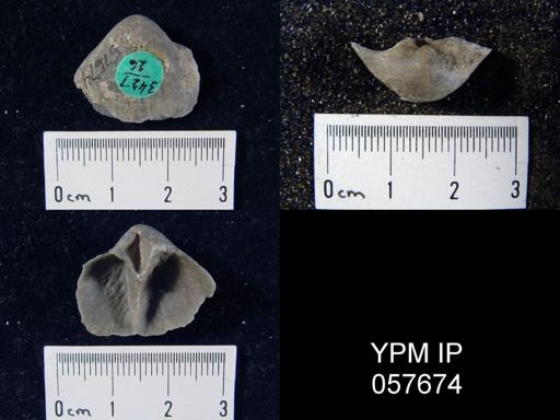Gypidula multicostata