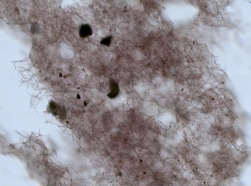 Haliclona (Soestella) caerulea