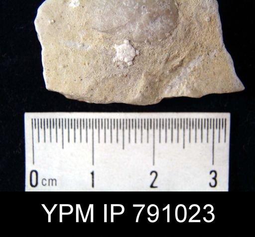 Aspiduriella similis