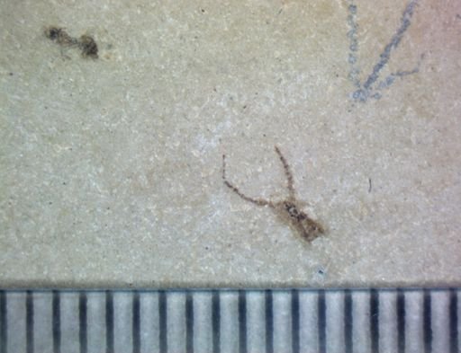 undet. Araneae