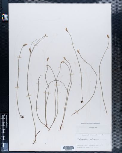 Polygala senega