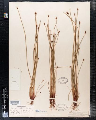Eleocharis obtusa