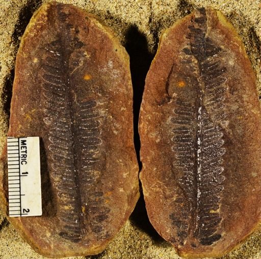 Pecopteris sp.