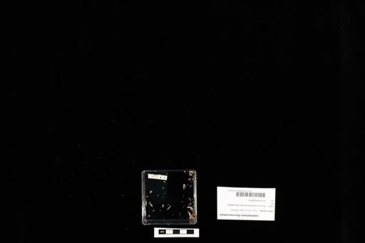 Lepidophyma flavimaculatum