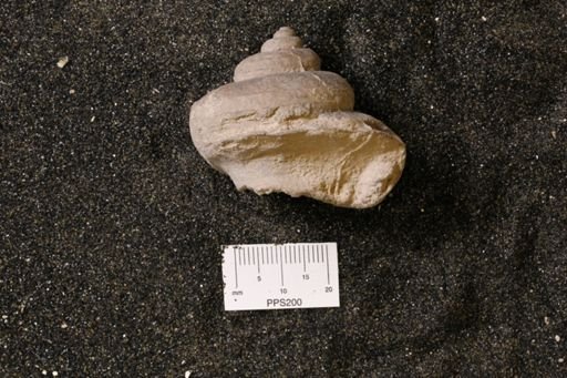 Euryzone delphinuloides