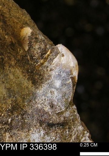 undet. Mollusca