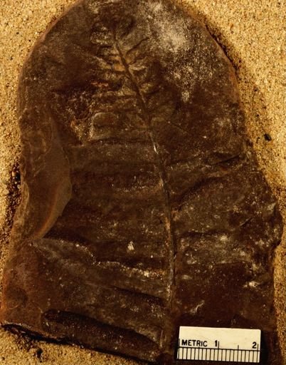 Pecopteris