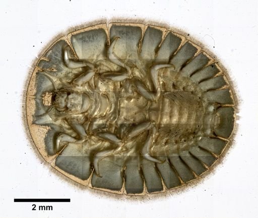 Psephenus herricki