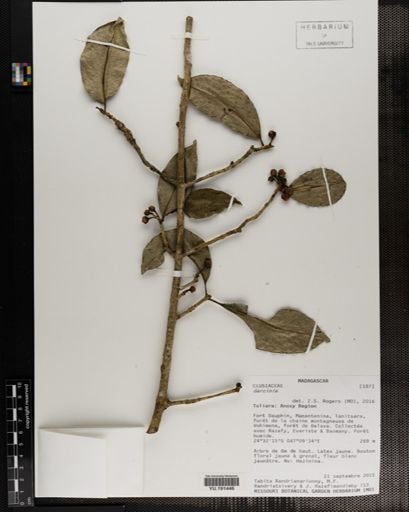 Plantae