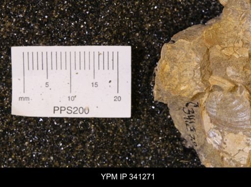Scaphites sp.