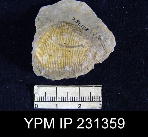 Linoproductus cora