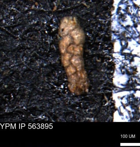 Ammobaculoides phaulus
