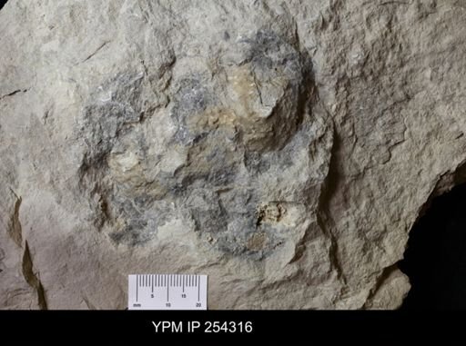 Stromatolite