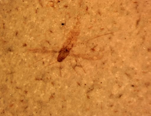 undet. Diptera