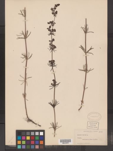 Galium verum