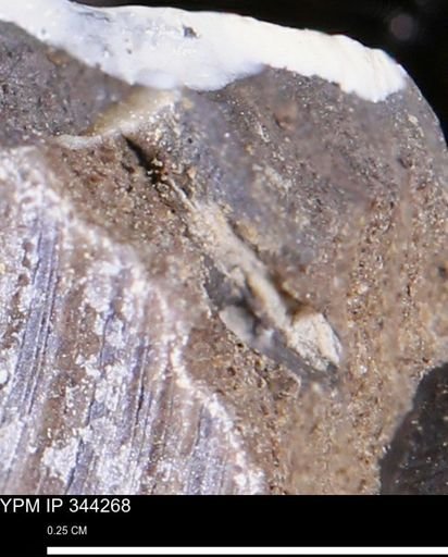 undet. Bivalvia