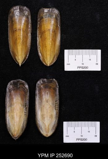 Lingula anatina
