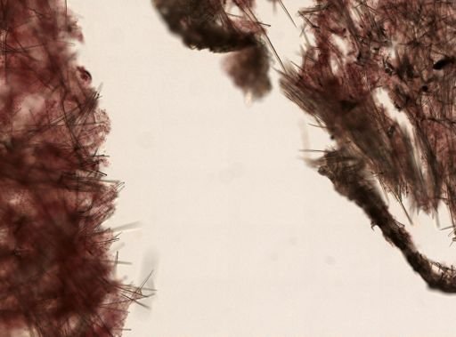 Erylus formosus