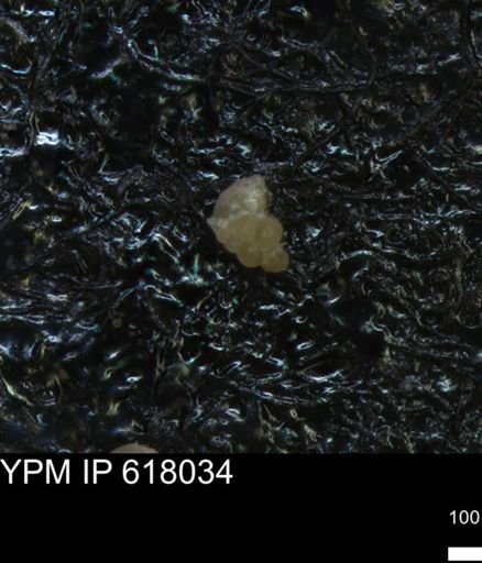 undet. Heterohelicidae