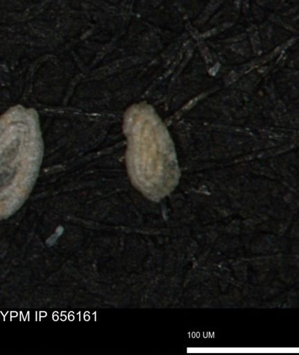 Spirolocammina planula