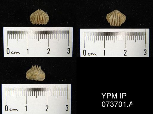 Camarotoechia perryvillensis