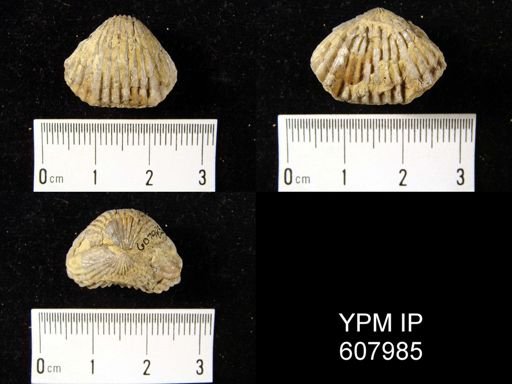 Anastrophia sp.