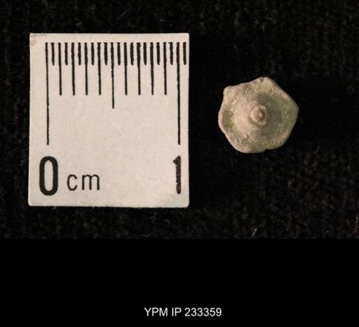 Archaeocidaris sp.