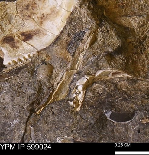 undet. Mollusca